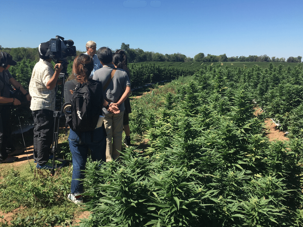 hemp field video