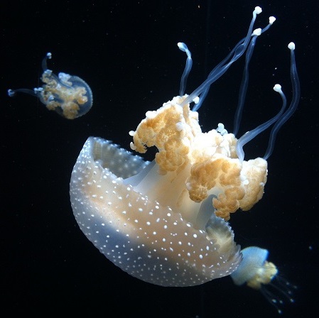 jellyfish