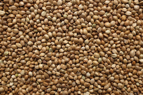 hemp seeds
