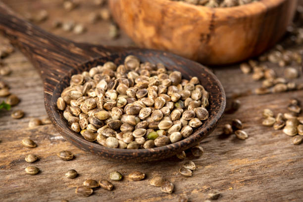Cannabis 101 hemp seed in wooden spoons and oil on rustic wooden table