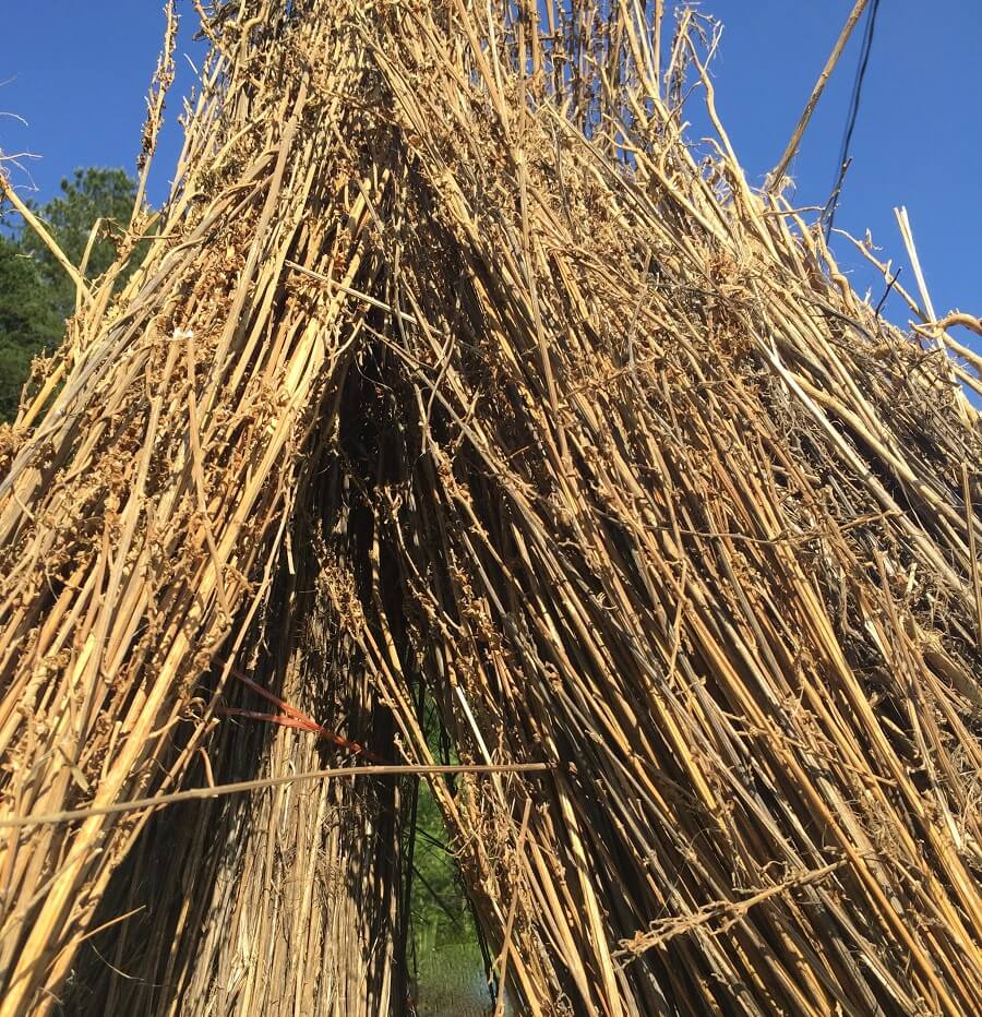 Cannabis 101 hemp stalk2